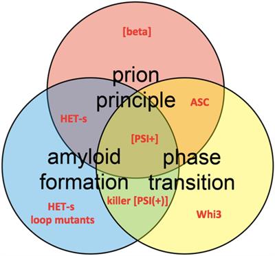 Structures of Pathological and Functional <mark class="highlighted">Amyloids</mark> and Prions, a Solid-State NMR Perspective